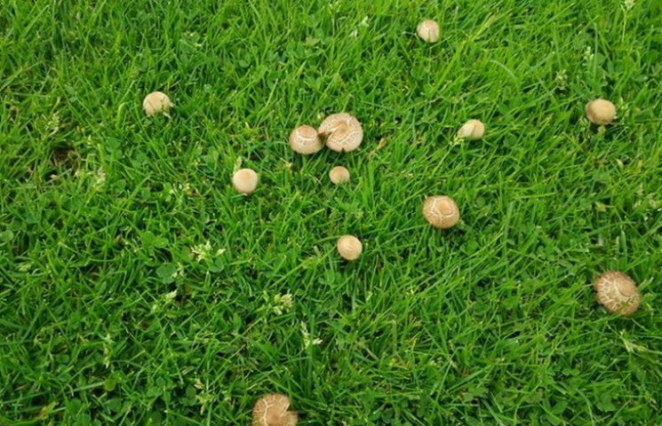 Шуфрич вирощує гриби на футбольному полі…