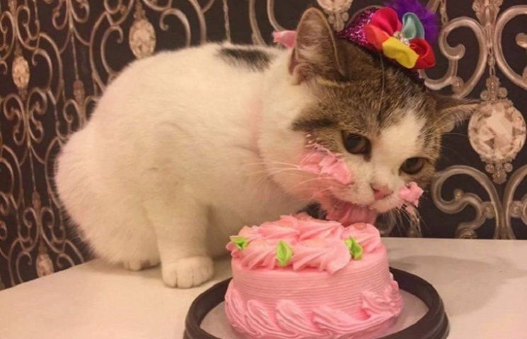 Як милий котик їв іменинний тортик…