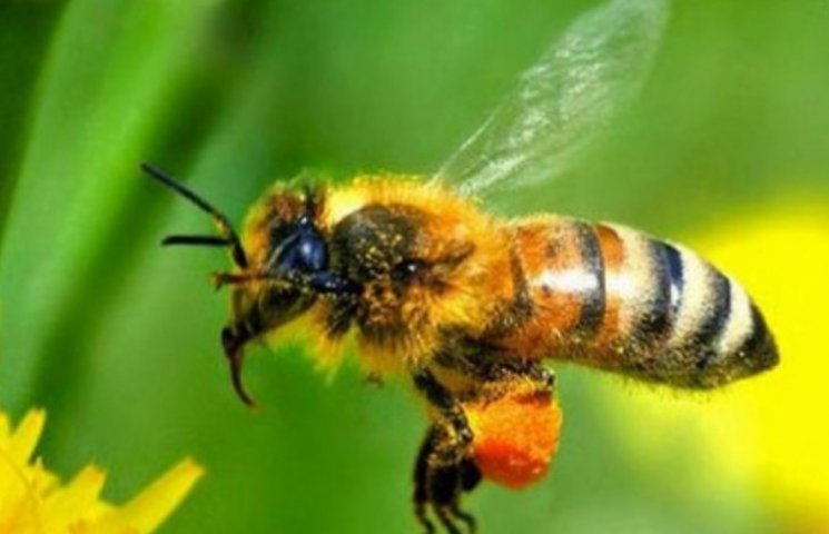 Чому карпатська бджола вважається наймир…