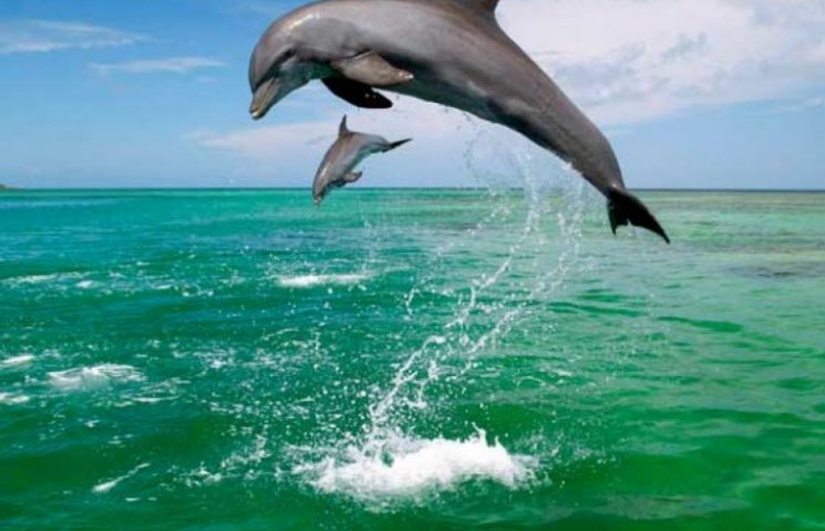 На Одещині браконьєри знищують дельфінів…
