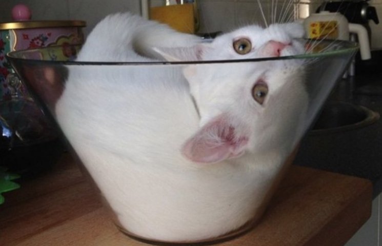 Як кіт повірив у те, що став салатом…