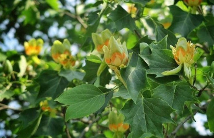В Ужгороді цвітуть тюльпанові дерева…