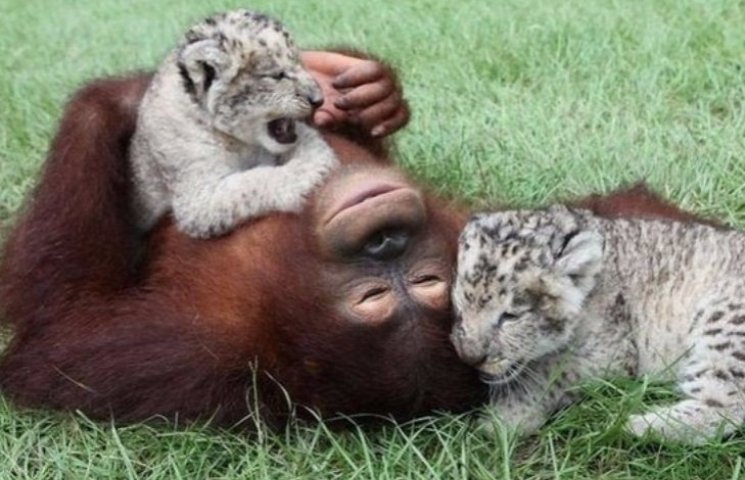 Як самка орангутанга стала мамою для мал…