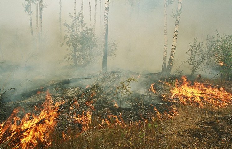 Грінпіс про лісові пожежі на Росії: Чино…
