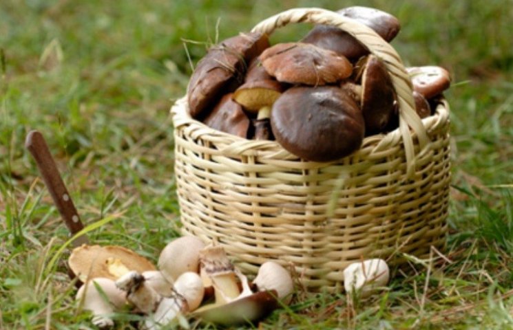 На Миколаївщині чоловік отруївся грибами…