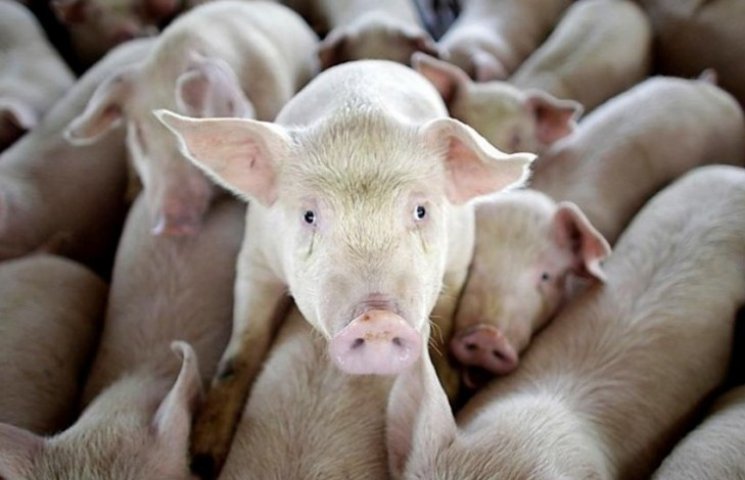 Влада пообіцяла власникам знищених свине…