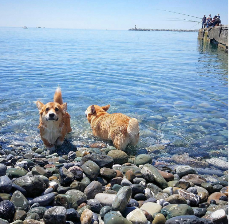 На Кубані собаки відкрили пляжний сезон…