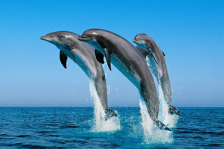 Майже 100 дельфінів завітали в гості до…