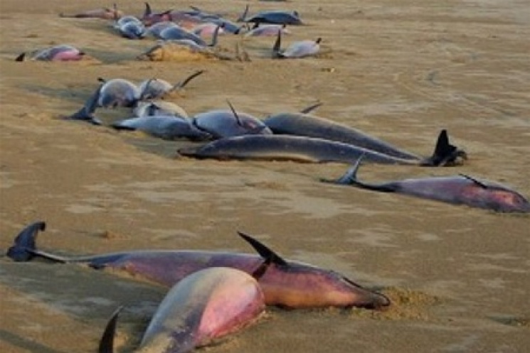 У Чорному морі масово вимирають дельфіни…