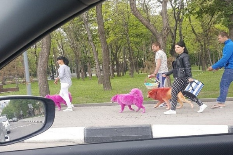 На Кубані пофарбували собак…