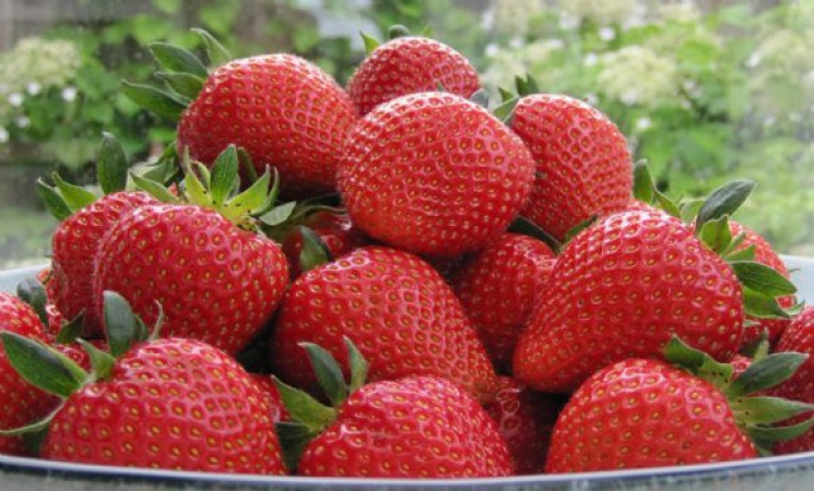 Дорога полуниця: У Києві ягоду продають…