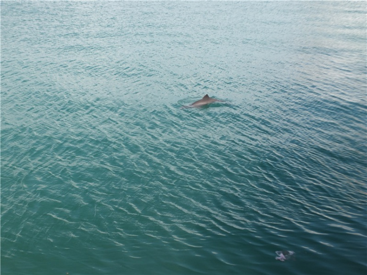 В порту Одеси помітили зграю дельфінів…