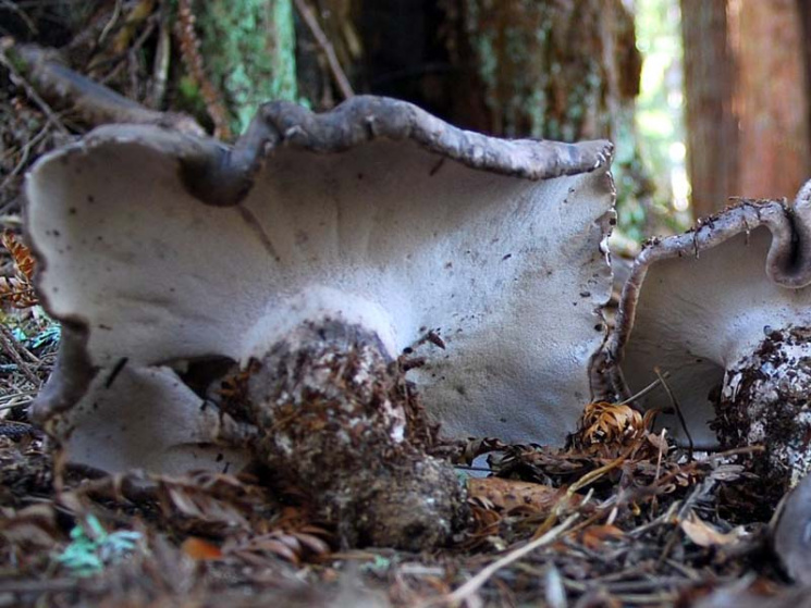 В Карпатах нашли гриб, который хотят вне…