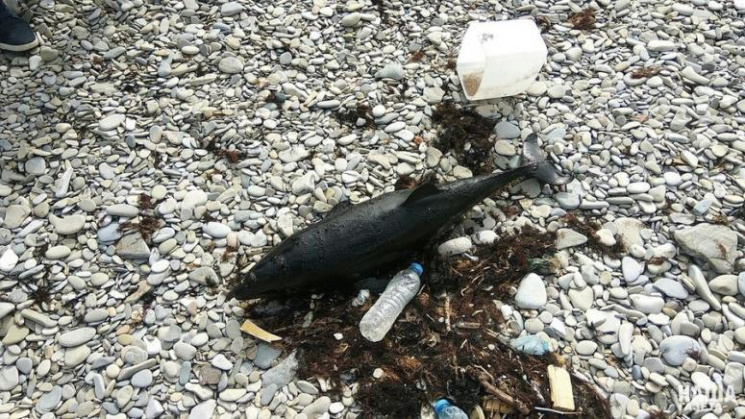 На Кубані знайшли труп дельфіна в нафті…