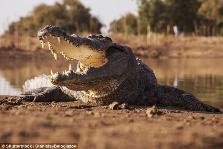 Крокодили з&#039;їли священика, який хот…