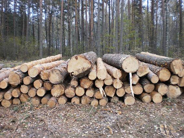 На Тернопільщині незаконно вирубали лісу…
