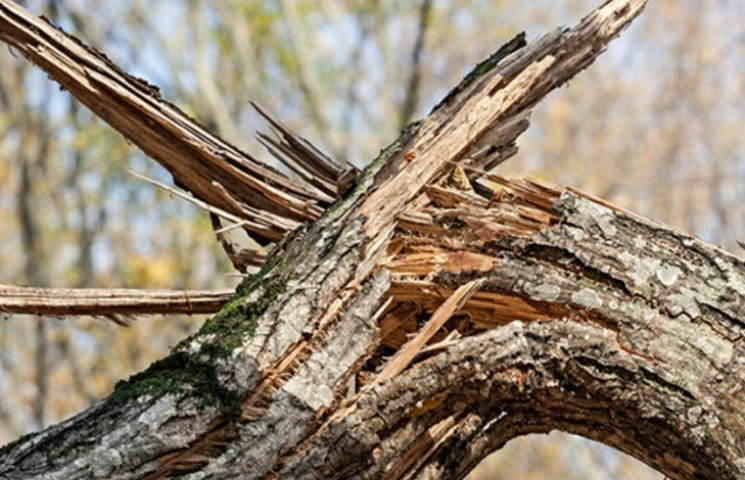 На Закарпатті повалене дерево перегороди…