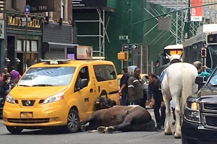 В Нью-Йорке испуганный конь врезался в т…