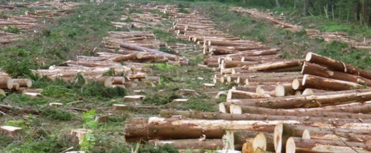 На Житомирщині незаконно рубали дерева,…