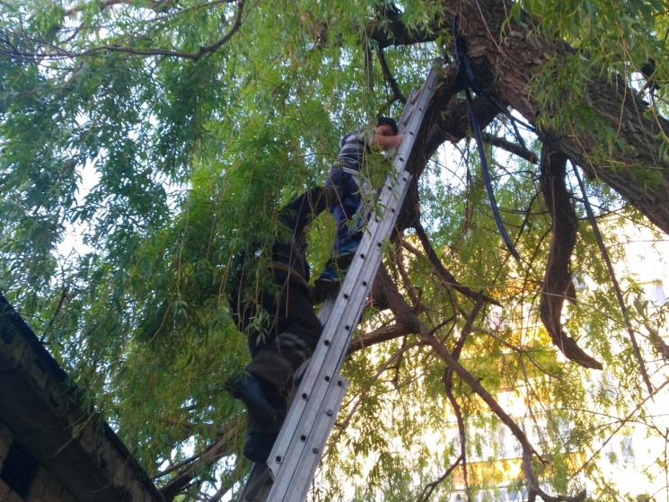 В Олександрії хлопчик застряг на дереві,…