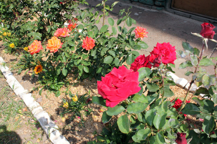 В Миргороде украли цветы с городских клу…