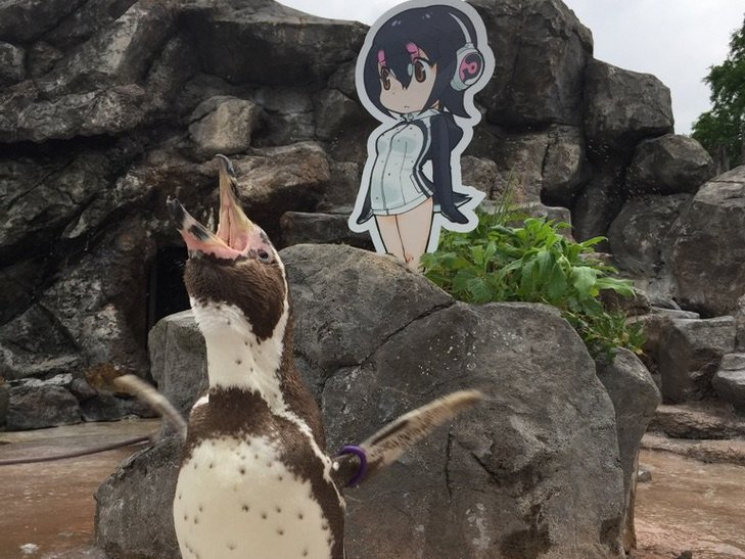 Зрадливе кохання: У Японії пінгвін помст…