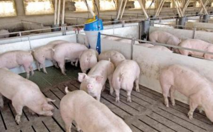 На Тернопільщині свиноферма отруює навко…