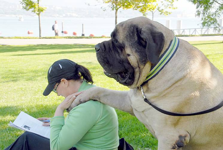 Добрі велетні: 18 собак, розміри яких вр…