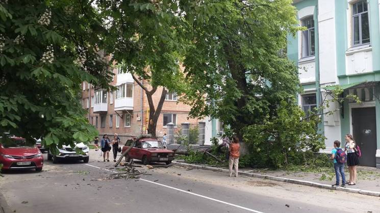 У Полтаві вітер повалив дерево на автівк…