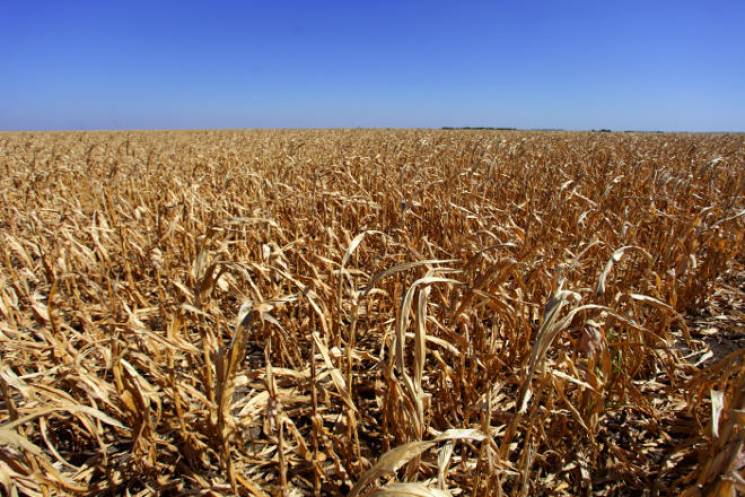 Крим може втратити врожай через посуху і…