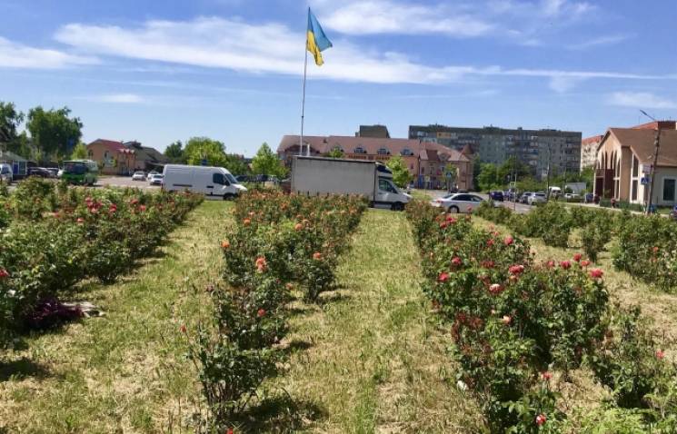 У Мукачеві розцвіла алея троянд (ФОТО)…