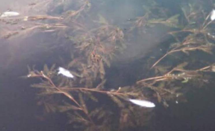 На Вінниччині виявили масовий мор риби (…