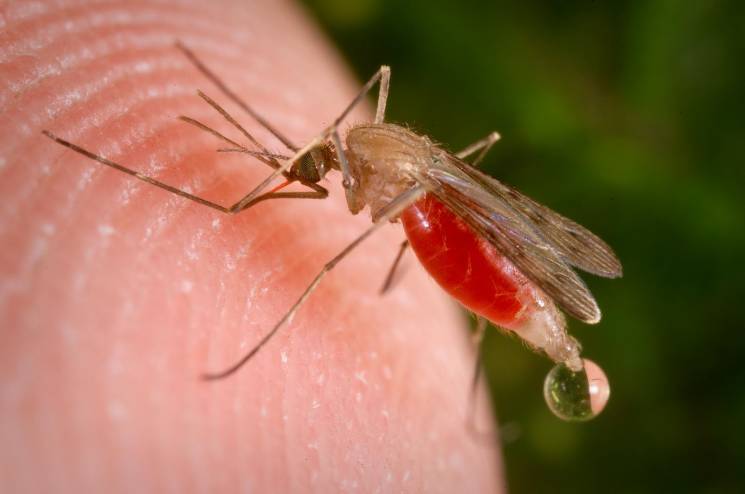 У тернополянина стався рецидив малярії…