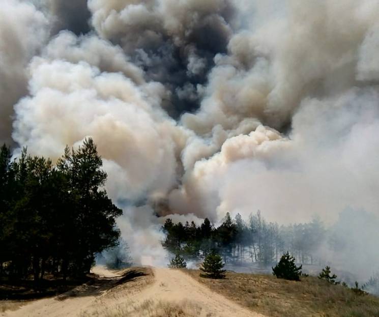 К тушению масштабного лесного пожара на…