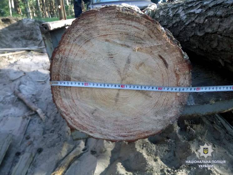 На Харьковщине браконьер рубил лес на др…