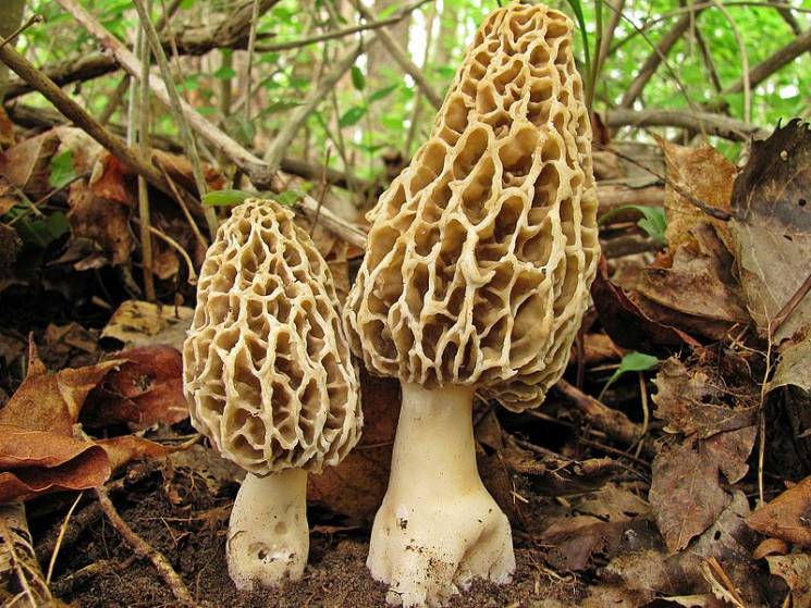 Хмельницькі гриби: Щирі та підступні…