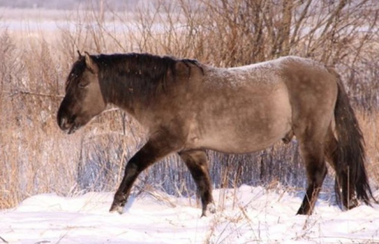 «Крымнаш»: башкирские лошади разгребут к…