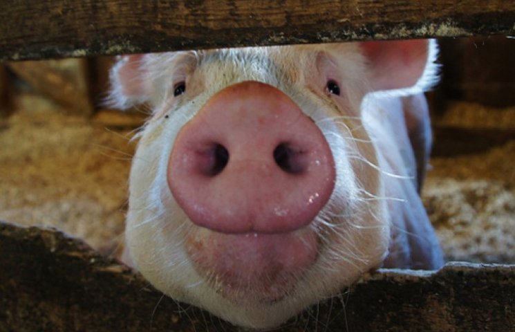 В китайской деревне свинья убила и съела…