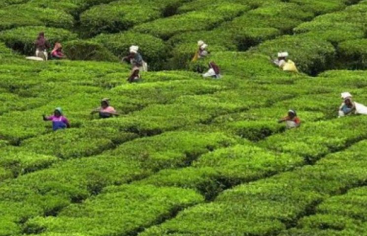 В Индии работники зарубили владельца чай…