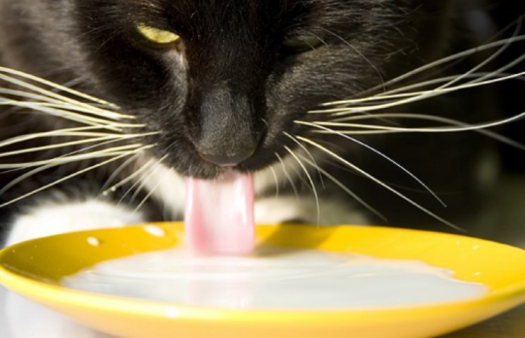 Ученые пояснили, почему кошки лакают мол…
