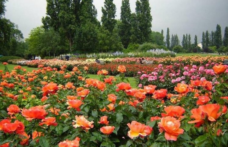 Одеський ботанічний сад поповниться майж…