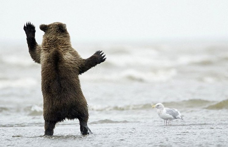 Как забавный медвежонок танцует "Буги-ву…
