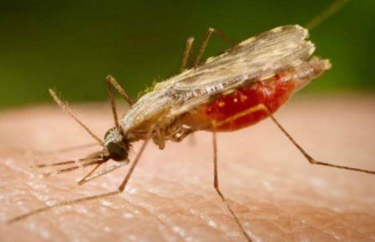 В Киеве от малярии умер мужчина…