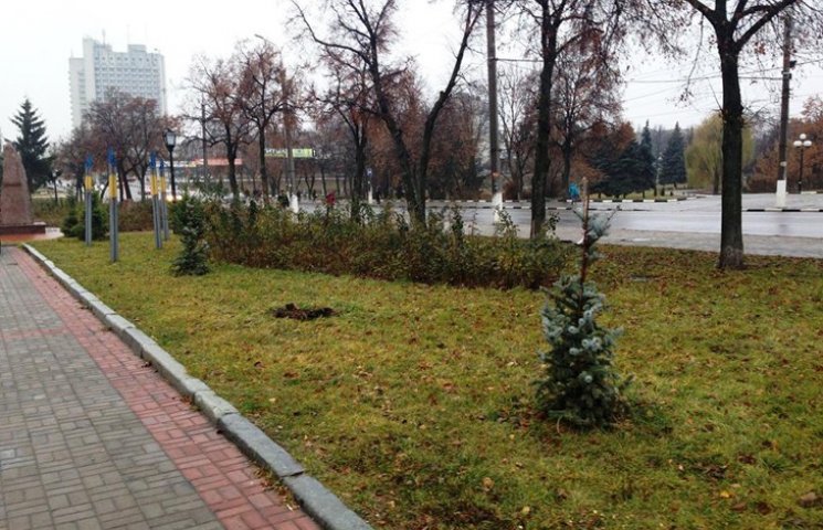 В Сумах вже вдруге викрали блакитну ялин…