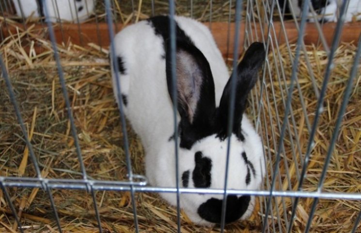 В Ужгороді відбудеться виставка кролів…