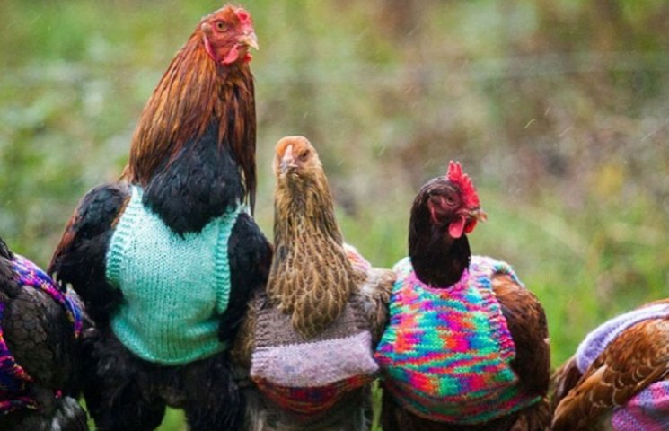 Куряча мода: Жінка в'яже светри для куро…