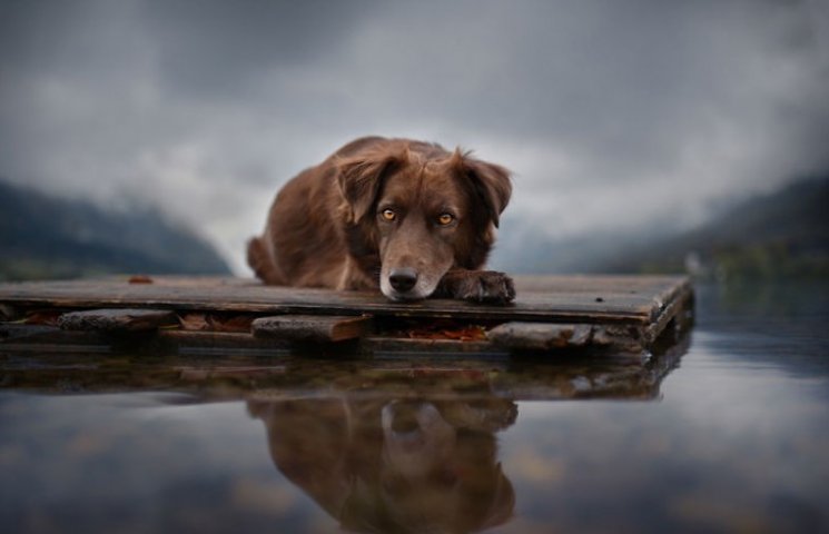 ТОП-15 надзвичайних фото собак у чарівни…