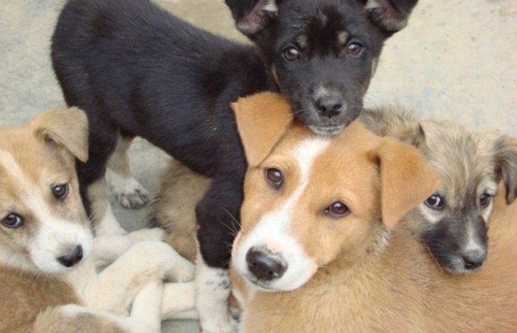 Одеська служба відлову собак співпрацюва…