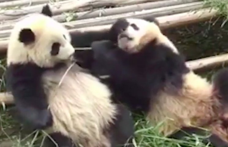 Как две жадные панды забавно воевали за…