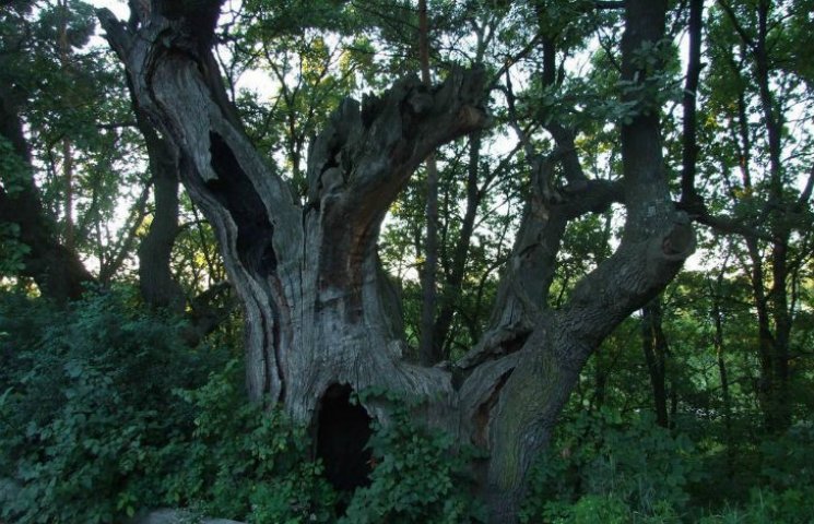 Найстаріші дерева Києва (КАРТА)…